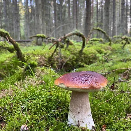 Apartamento Pihlaja-ahon Alpakkalomat *